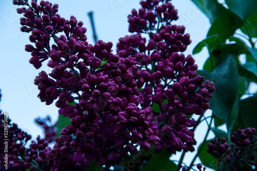 bunch of lilac flowers