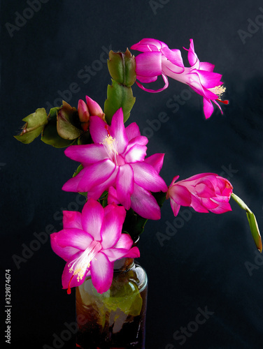 pink and white flowers of succulent epifillum close up photo