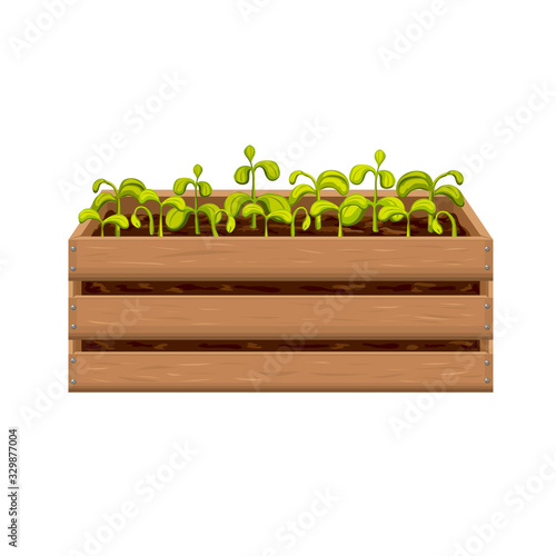 young seedlings of vegetables or flowers in garden crate isolated on white background. sprouts in wooden box. green shoots in fertile soil vector realistic illustration. springtime gardening, farming.