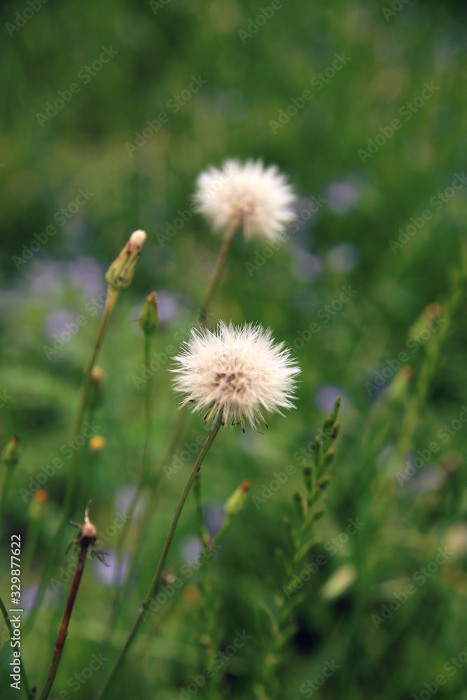 dandelion in grass