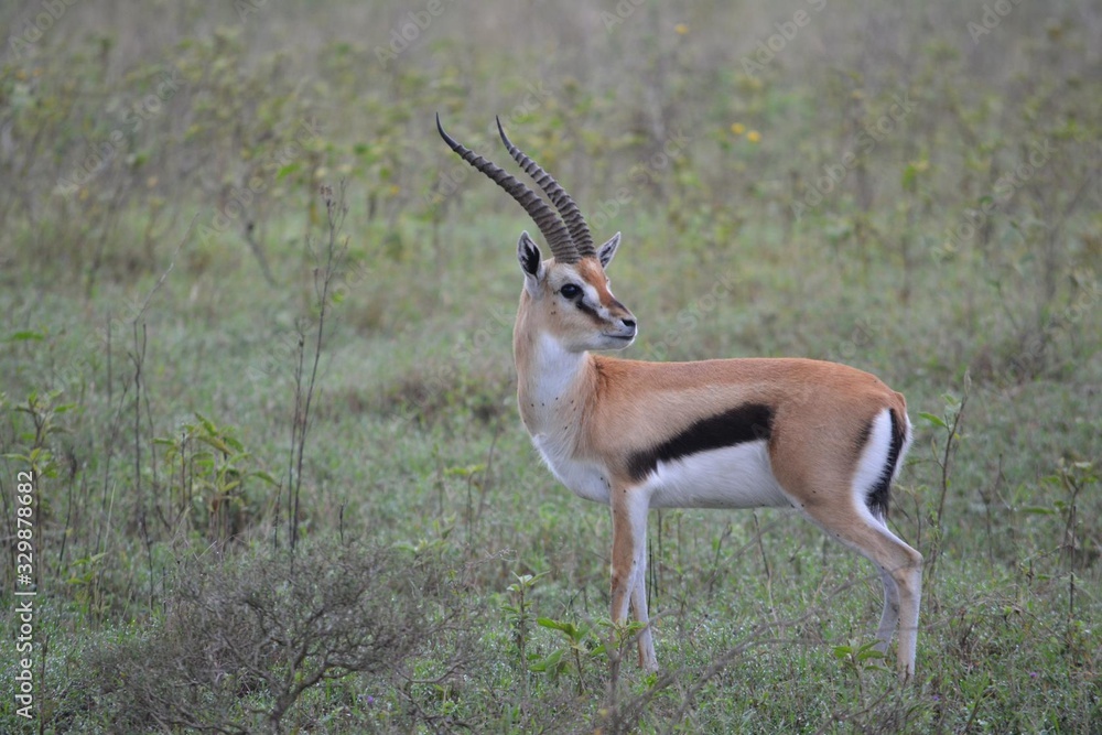the fastest animal is a Gazelle standing in the grass the fastest animal is a Gazelle standing in the grass