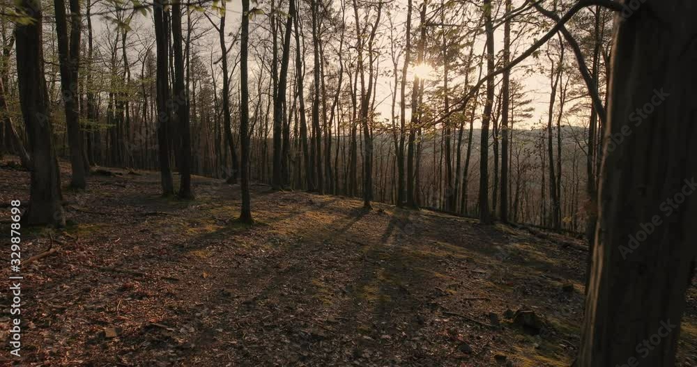 Forest walk with spring trees and sunset light Forest walk with spring trees and sunset light