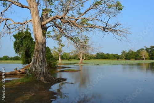 a large tree on the Bank near the swamp behind the forest