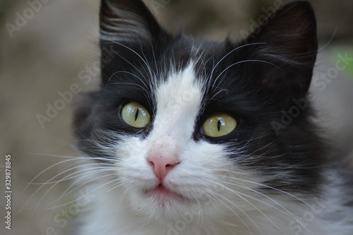 black and white cat face close up © Olga