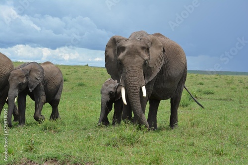 African elephants with baby elephants family