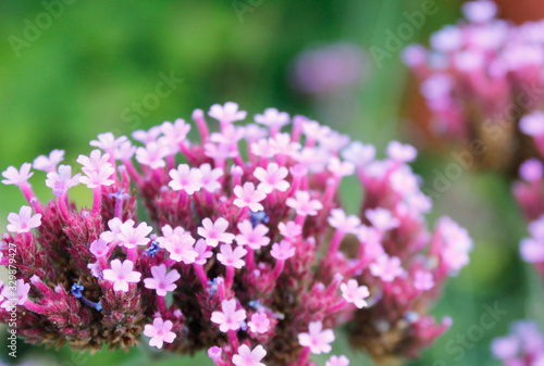 flowers in the garden