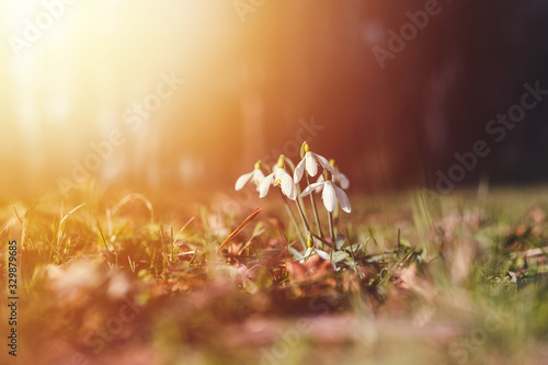 Fototapeta Naklejka Na Ścianę i Meble -  Small snowdrop. First spring flower snowdrop. Snowdrop closeup.