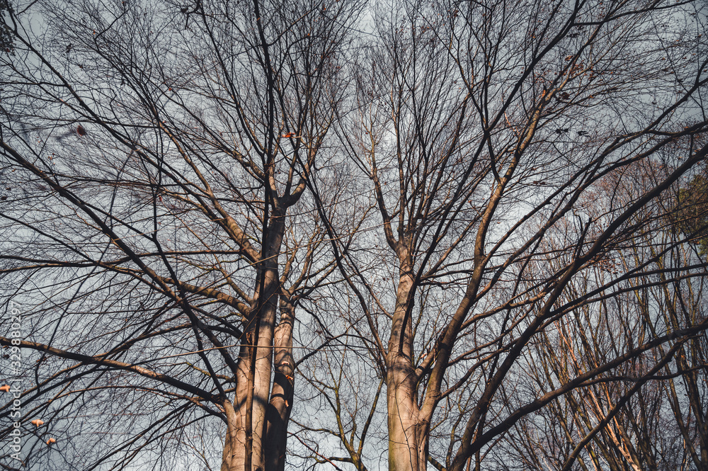 Dry trees and blue sky in background. Trees landscape. Dry trees and blue sky in background. Trees landscape.