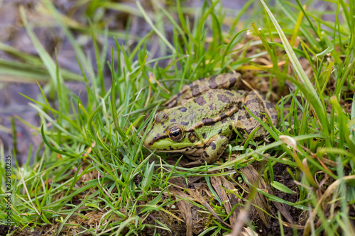 green frog in the grass
