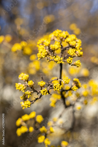 Beautiful blooming of yellow flowers on a tree in springtime