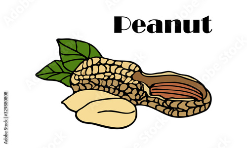 Hand drawn colored peanut with shell and leaves. With sign Peanut. Vector isolated element