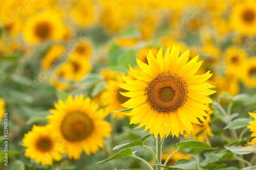 Fototapeta Naklejka Na Ścianę i Meble -  sunflowers in the field