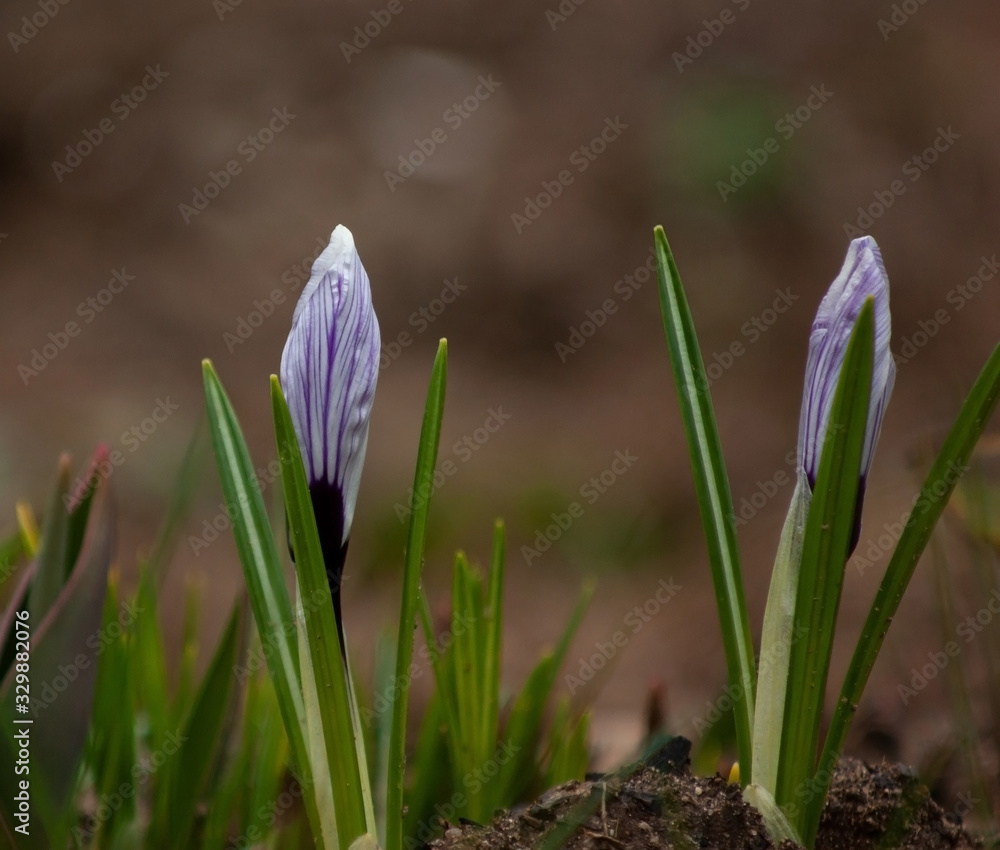 The first spring flowers in the garden are light lilac crocuses in buds against last year's foliage and grass. The first spring flowers in the garden are light lilac crocuses in buds against last year's foliage and grass.