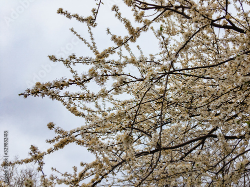  White flowering plum branches on a cloudy spring day.