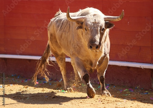 spanish bull in the bullring