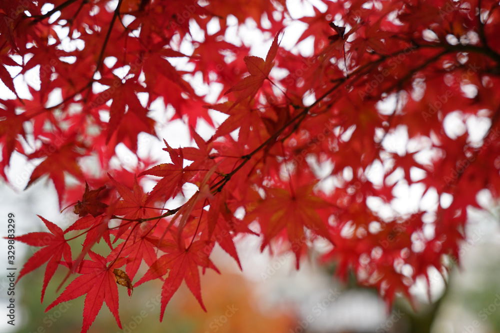 真っ赤な日本楓の紅葉 真っ赤な日本楓の紅葉