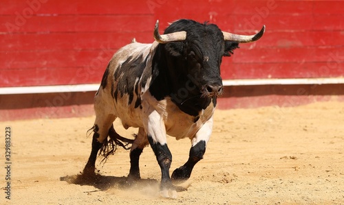 spanish bull in the bullring