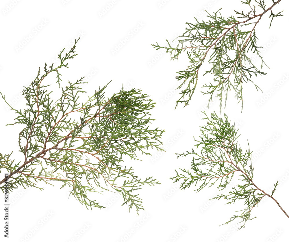 Pine branch isolated on white background with clipping path Pine branch isolated on white background with clipping path