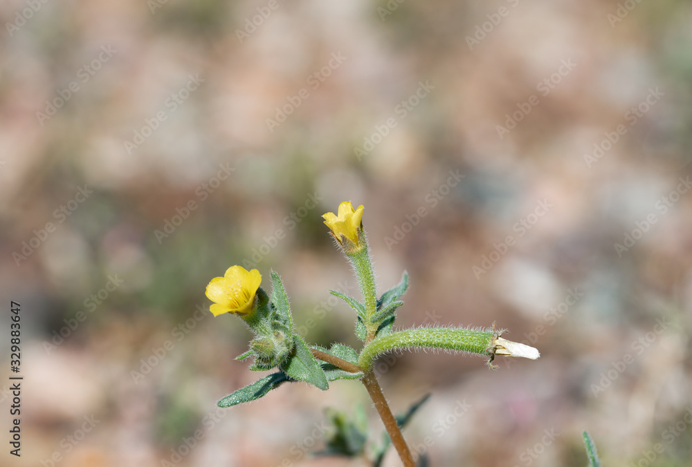 White stem blazing star (Mentzelia albicaulis) with small yellow flower and fruit. White stem blazing star (Mentzelia albicaulis) with small yellow flower and fruit.