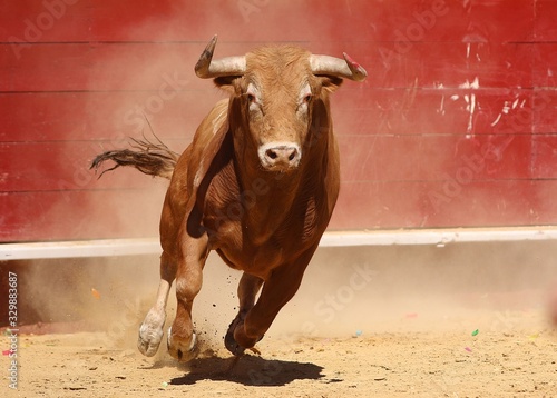 spanish bull in the bullring