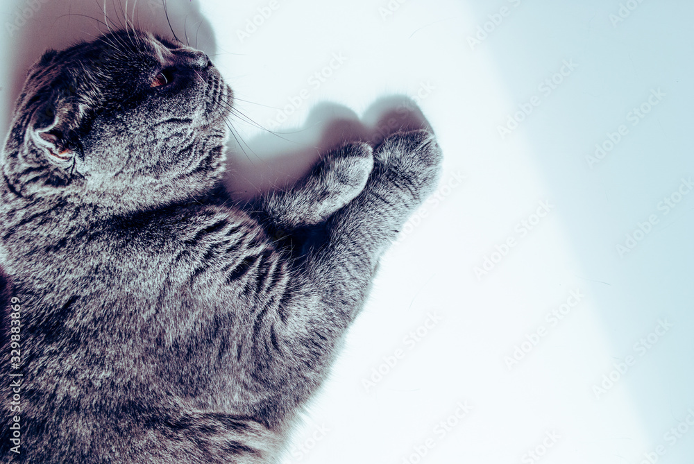 Scottish british cat lies white background Scottish british cat lies white background