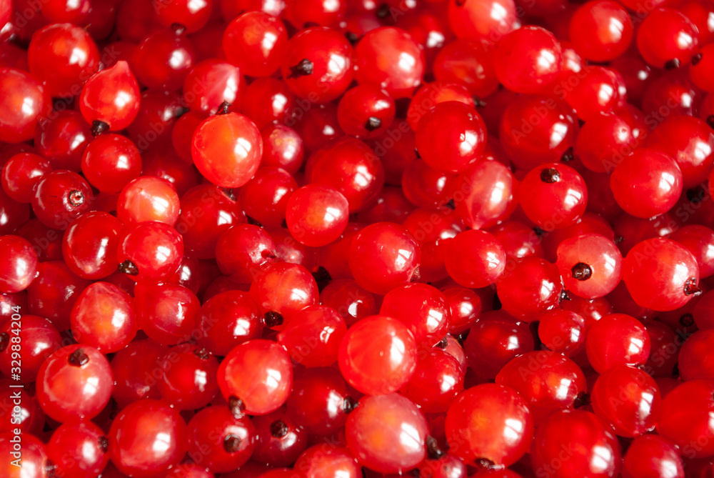 Bright red berries background. Freshly gathered currant. Close-up. Bright red berries background. Freshly gathered currant. Close-up.