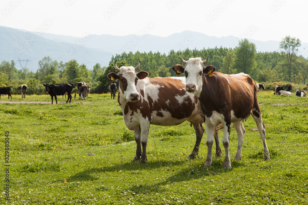 two cows in nature