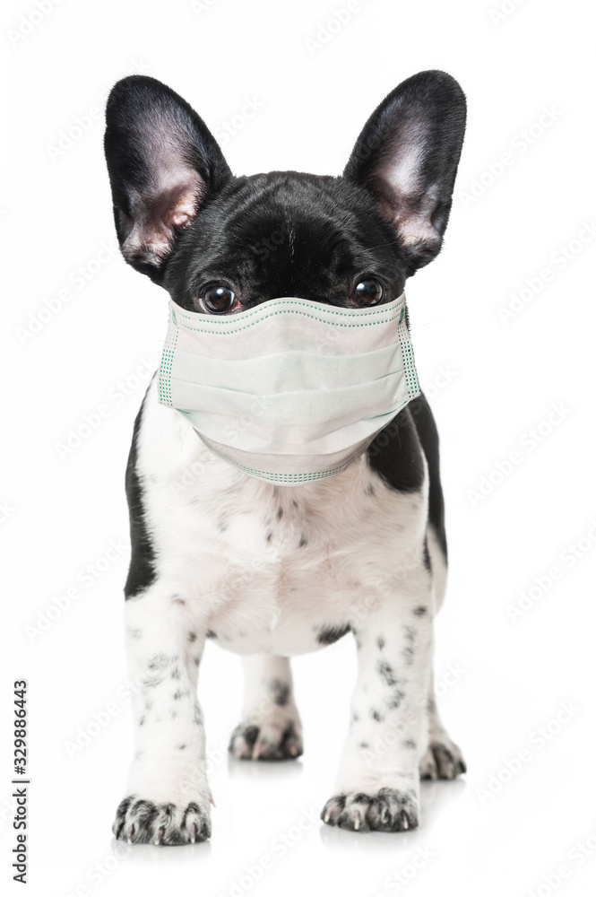 French bulldog puppy with mouth protection isolated on white