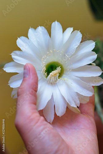 Flower blooming cactus echinopsis obrepanda. Flower in hands photo