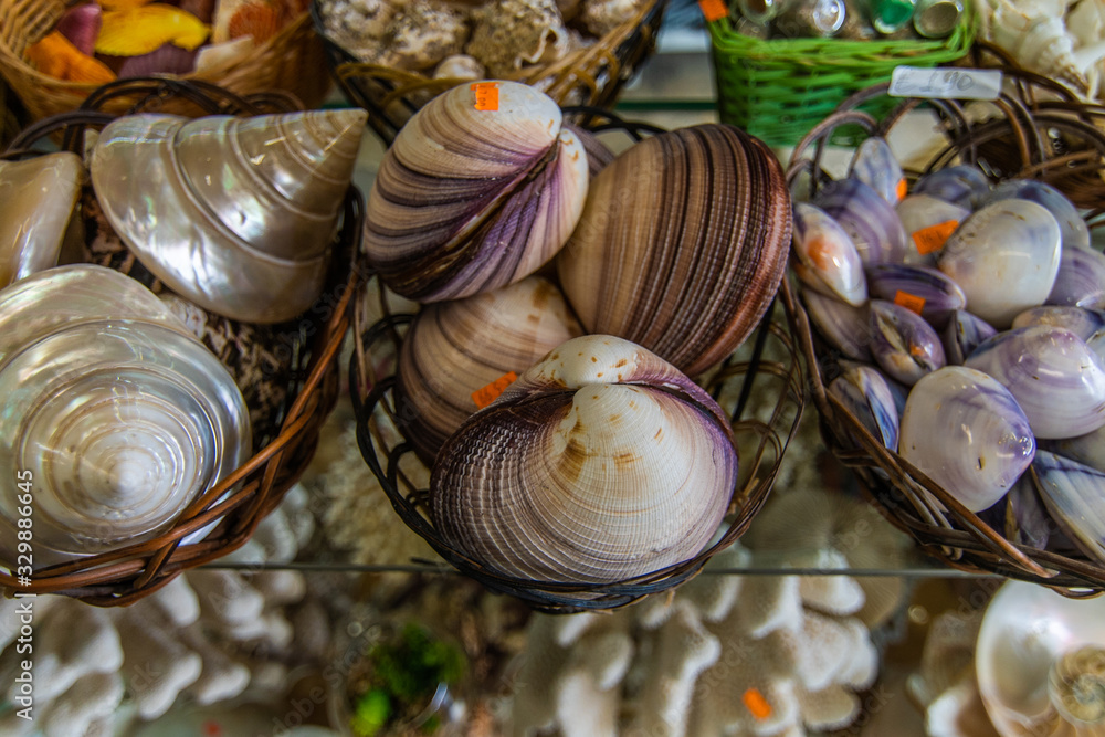 Souveir shop with variety of sea shells and sea life souvenirs.