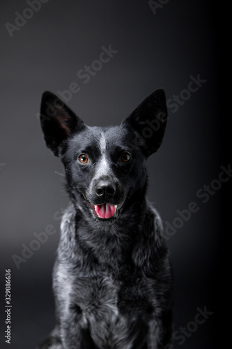 Australian healer dog breed on the backgrounds © Мария Старосельцева