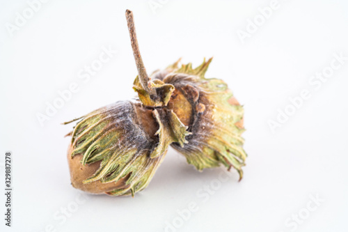 Whole raw brown leaf dried out Filbert Cosford hazel nuts close up shot isolated against bright white background photo