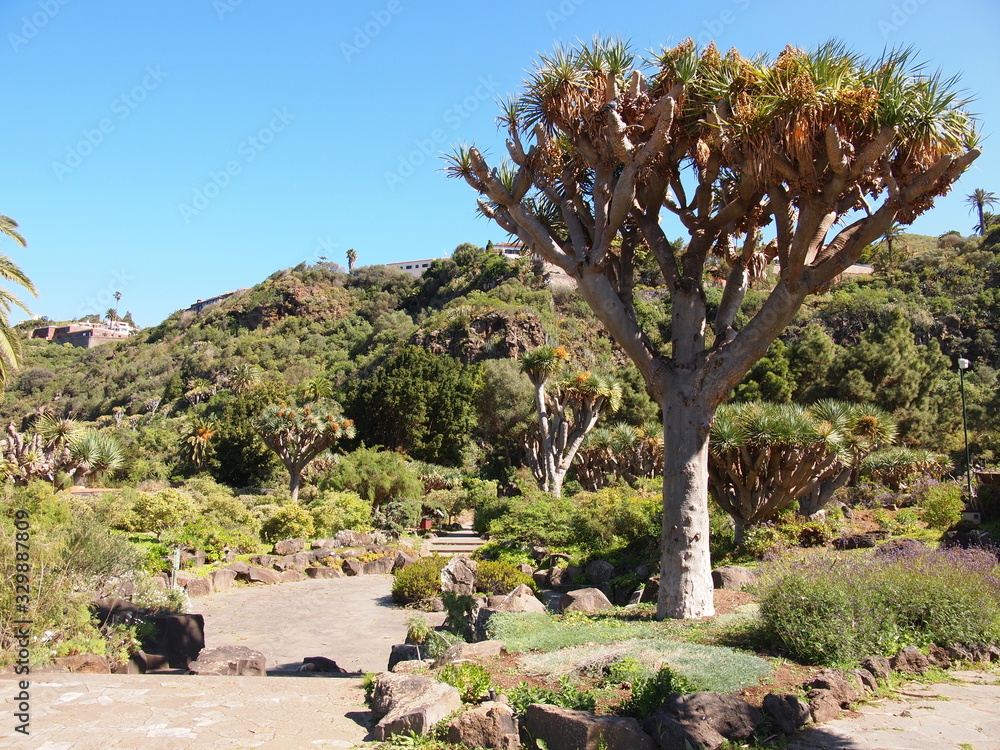 Fototapeta premium Botanical garden (Tafira Alta, Gran Canaria, Spain)