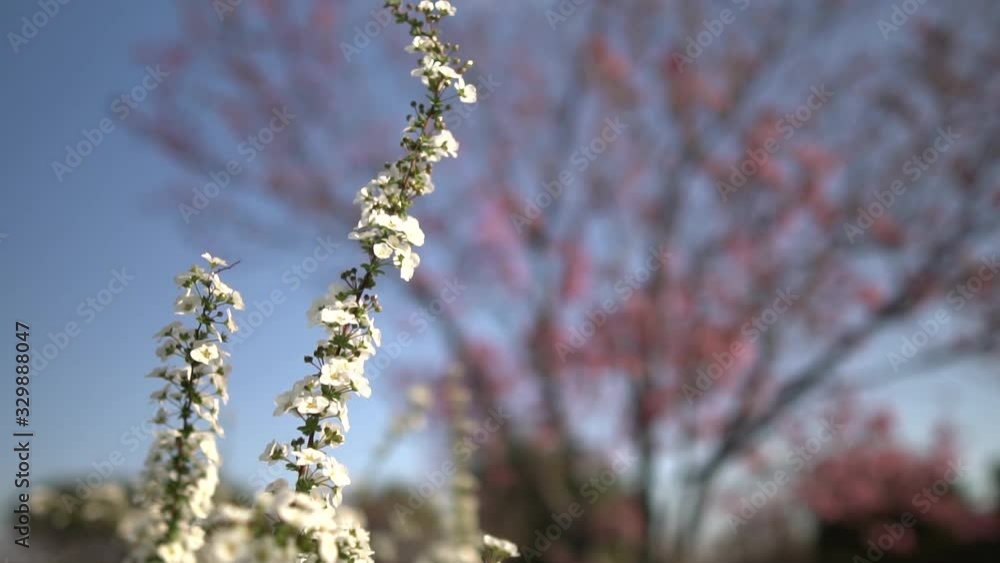ユキヤナギ ユキヤナギ