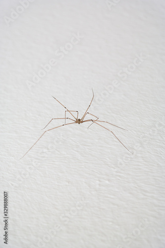 Common household long-legged spider on a white wall close up shot