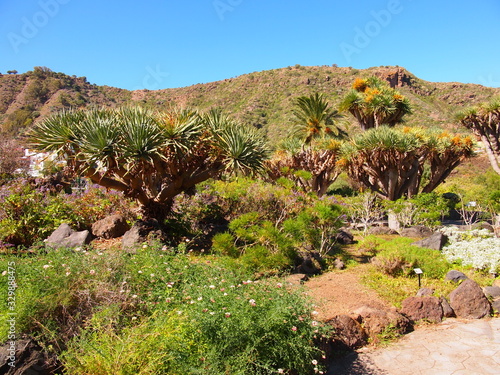 Botanical garden (Tafira Alta, Gran Canaria, Spain) photo