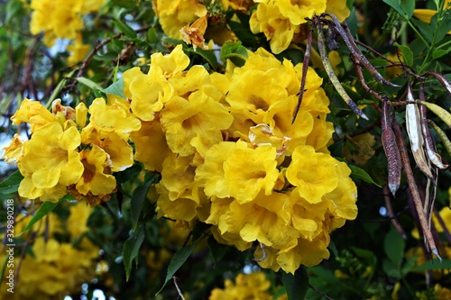 Yellow flowers of Golden Trumpet tree, in the garden. Botanical names Handroanthus chrysotrichus or Tabebuia chrysotricha, is a semi-evergreen, semi-deciduous tree in the family Bignoniaceae. photo