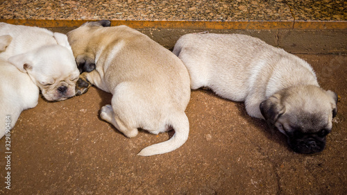 Pug puppies lying on the cement floor sleeping