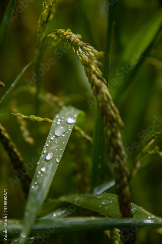 Close up view of a long dark green leave with water drops