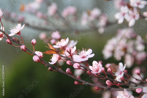 Orchard tree blossom pollinate by a bee