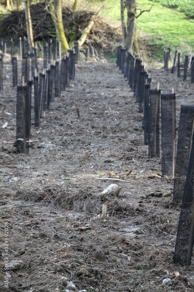 Obraz premium Black plastic protection tube young poplar tree plantation