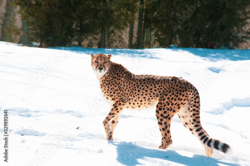 Photography Cheetah