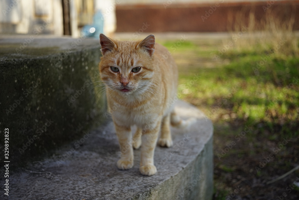 Lovely ginger cat walk in a sunny garden at stone steps.