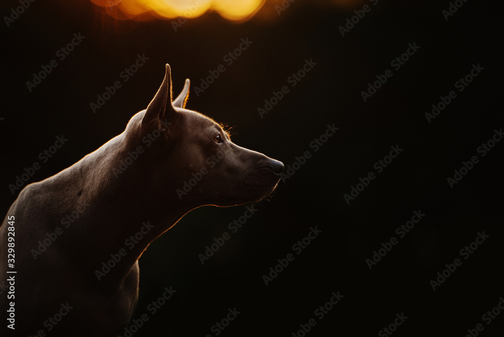 thai ridgeback dog portrait in summer at sunset - obrazy, fototapety, plakaty 