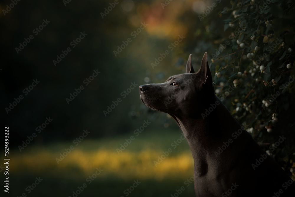 thai ridgeback dog portrait outdoors in summer thai ridgeback dog portrait outdoors in summer