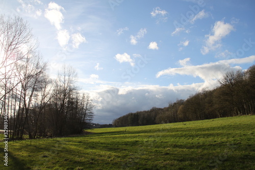 Green grass meadow and forest during springtime