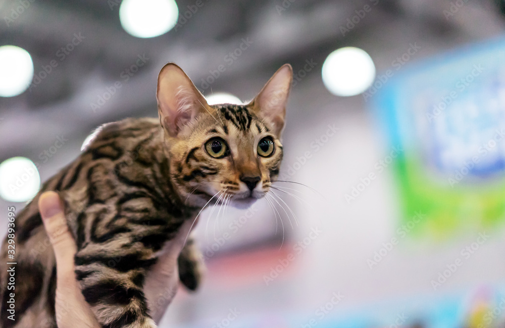 Naklejka premium Tabby bengal kitten with green eyes. Portrait of a shorthair bengal cat.