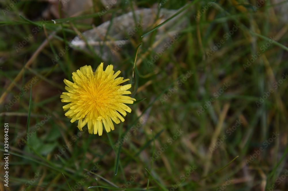 Dandelion and Leaves