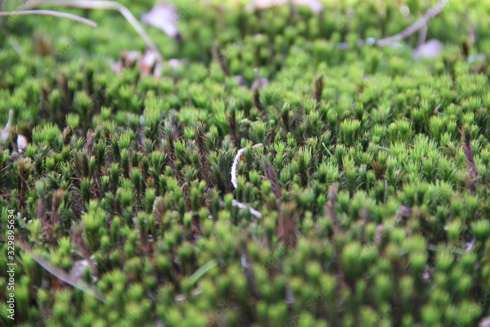 Green star moss in the forest during spring time Green star moss in the forest during spring time