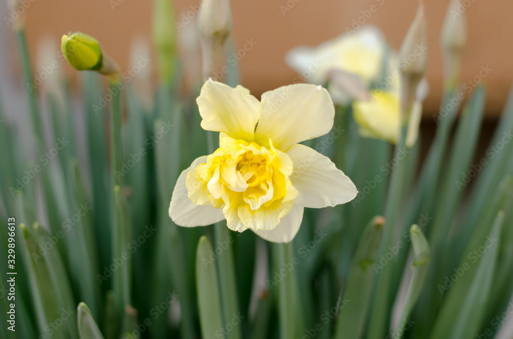 Yellow daffodils flowers close up. Spring Flower. Yellow daffodils flowers close up. Spring Flower.